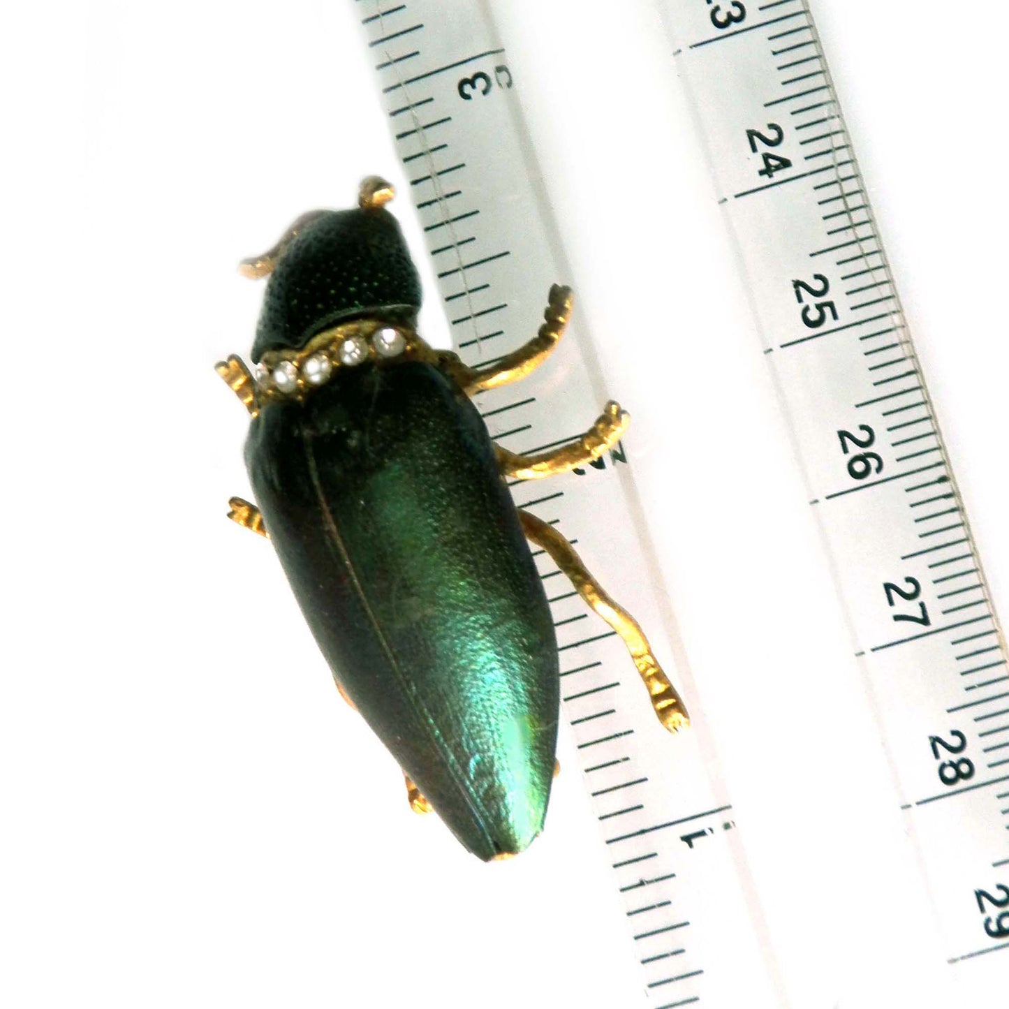 Green Iridescent Elytra Jewel Beetle Brooch, Real Bug Rhinestone Pin, Vintage Costume Jewelry